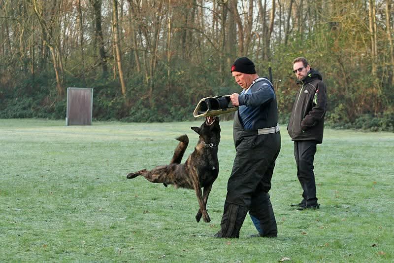 Hond van Richard
