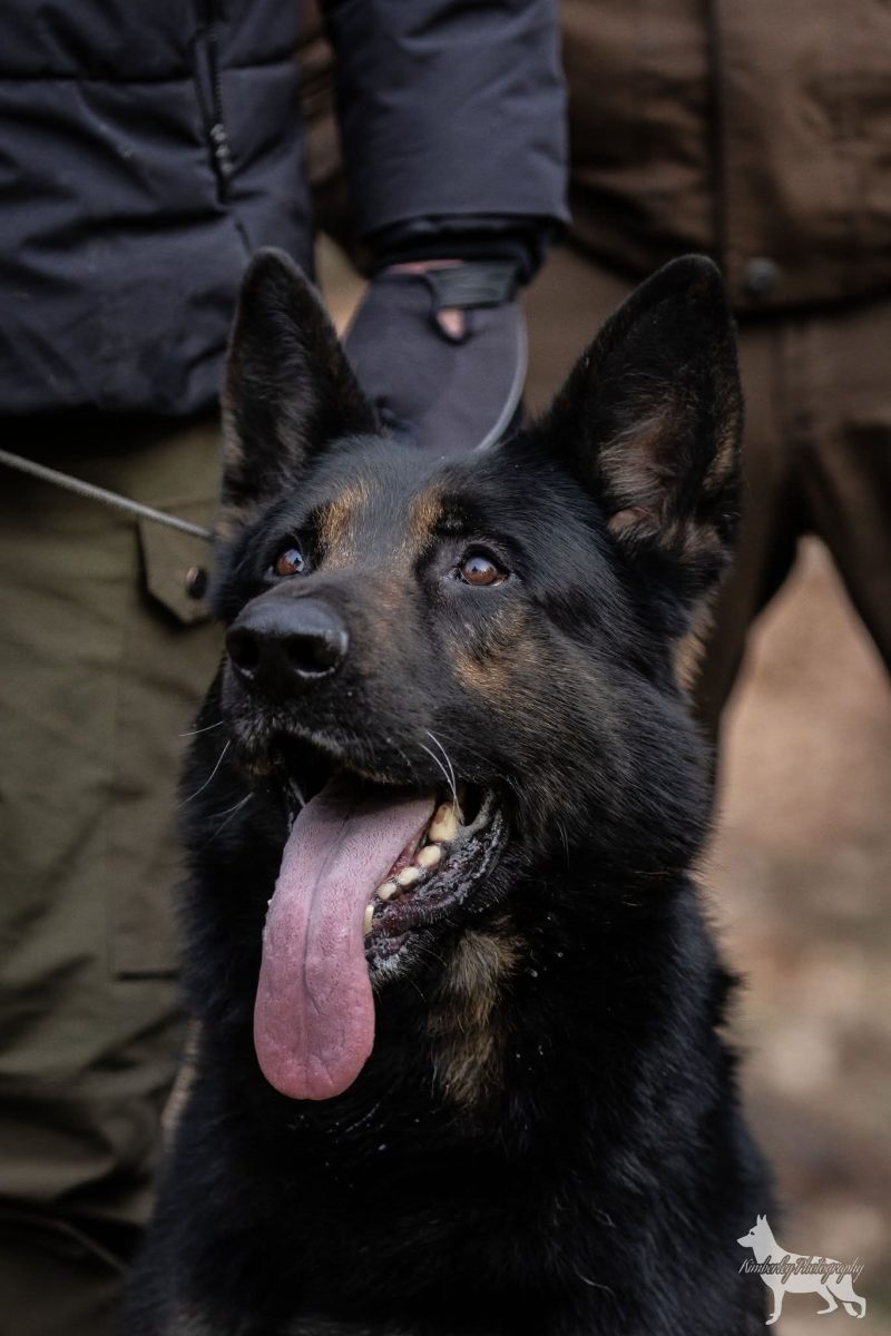 Hond van Jan Kuipers