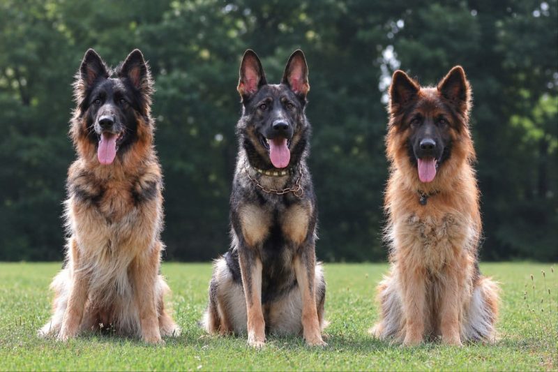 Hond van Kimberley Wiggers