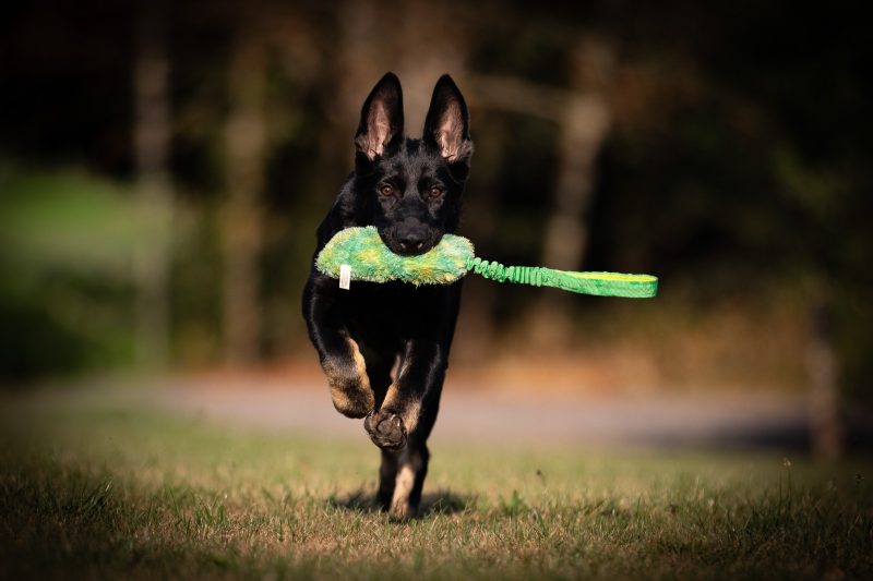 Hond van Angelique